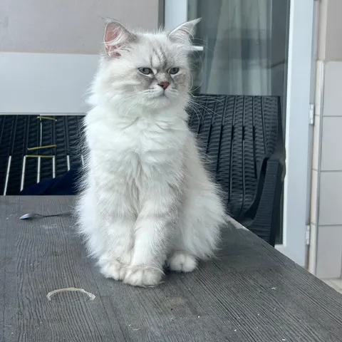 1,5 yaşında dişi British bluepoint - British Longhair kedi çiftleştirme ilanı - Antalya