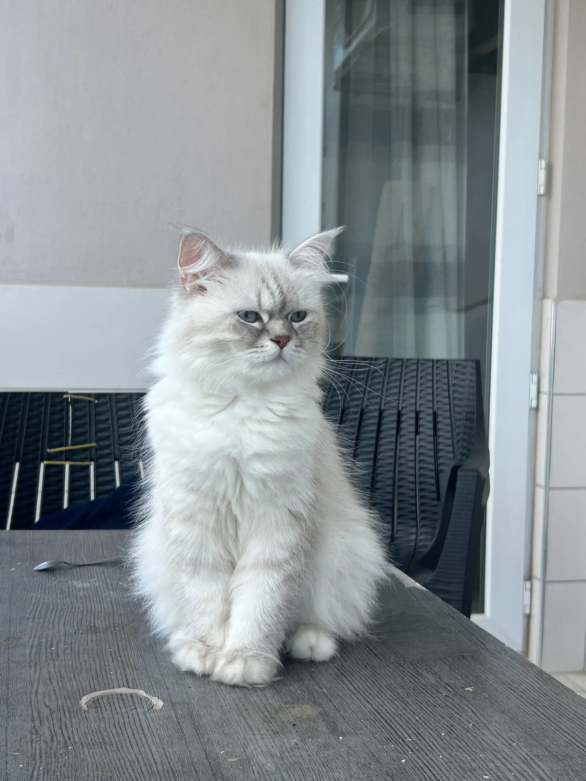 1,5 yaşında dişi British bluepoint kedi çiftleştirme ilanı - Antalya