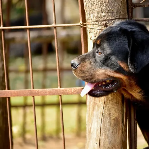 Eğitimli dişi Rottweiler yuva arıyor - Rottweiler köpek sahiplendirme ilanı - Konya