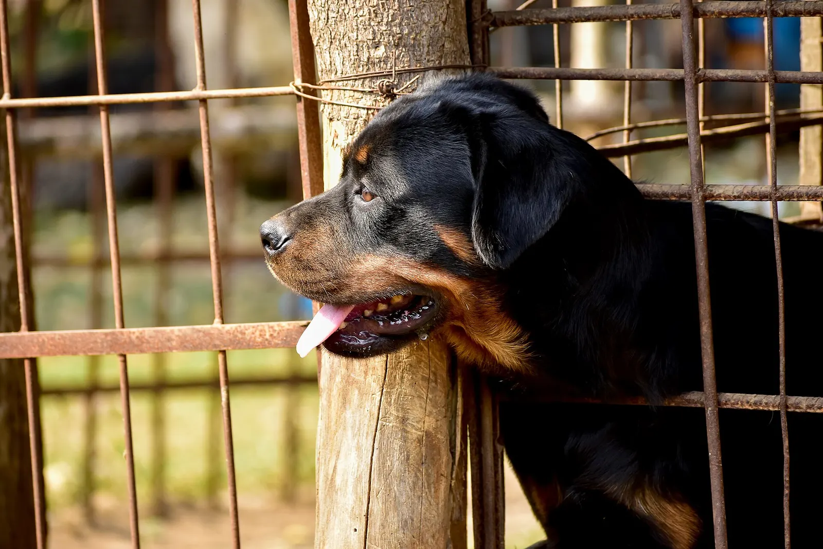 Eğitimli dişi Rottweiler yuva arıyor köpek sahiplendirme ilanı - Konya