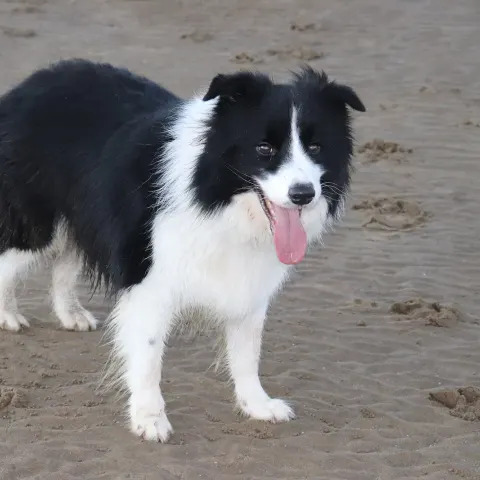 Border Collie kızımıza aktif yuva arıyoruz - Border Collie köpek sahiplendirme ilanı - Kocaeli