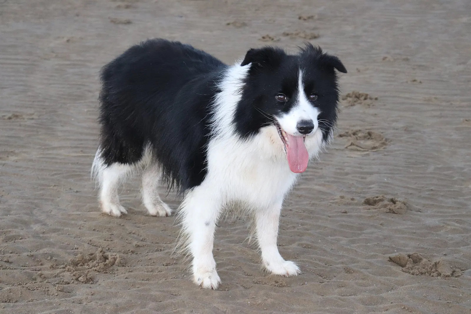 Border Collie kızımıza aktif yuva arıyoruz köpek sahiplendirme ilanı - Kocaeli