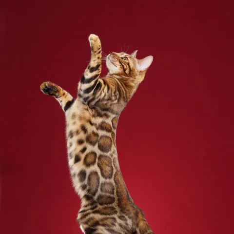 Enerjik Bengal kedimize yuva arıyoruz - Bengal kedi sahiplendirme ilanı - Adana