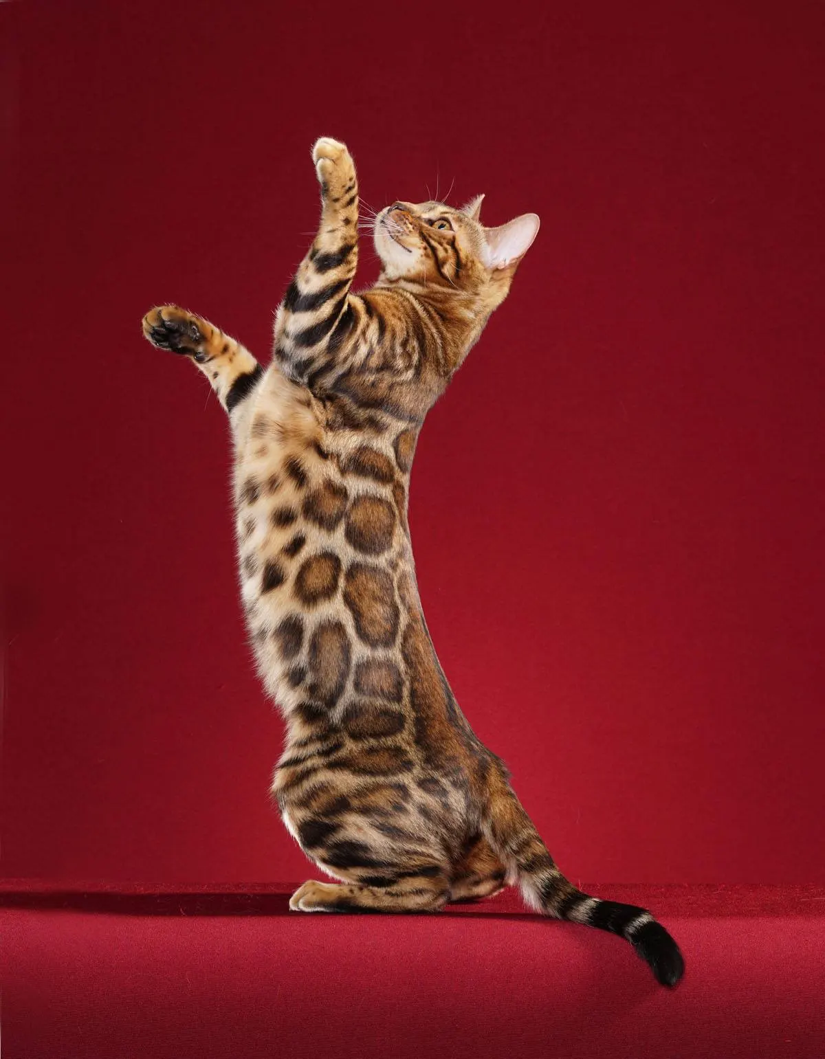Enerjik Bengal kedimize yuva arıyoruz kedi sahiplendirme ilanı - Adana