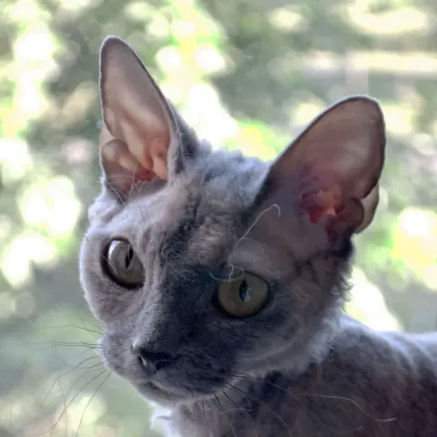 Devon Rex kedime yuva arıyorum - Devon Rex kedi sahiplendirme ilanı - Balıkesir