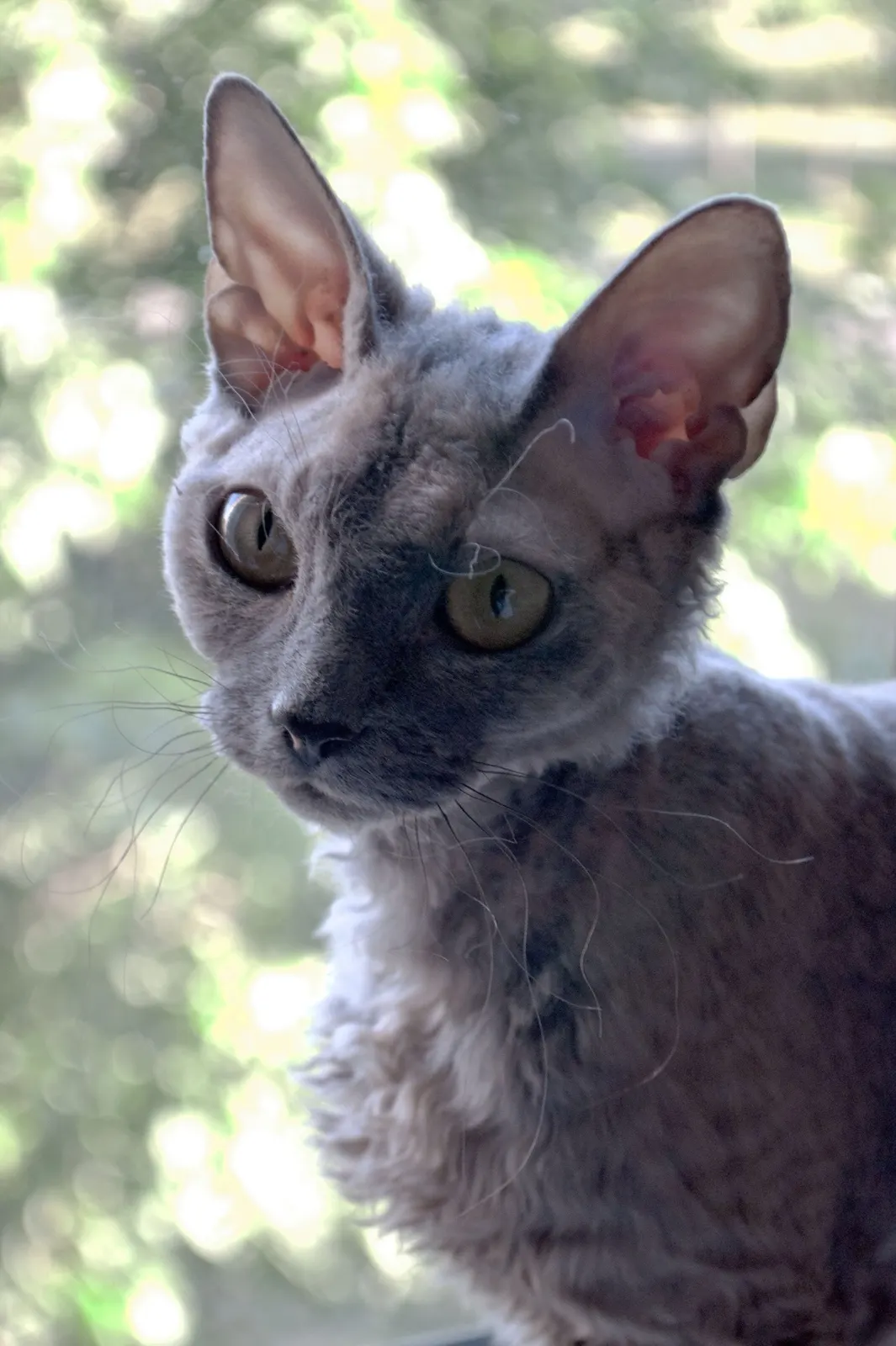Devon Rex kedime yuva arıyorum kedi sahiplendirme ilanı - Balıkesir