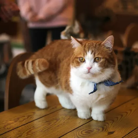 10 aylık Munchkin yuva arıyor - Munchkin kedi sahiplendirme ilanı - Muğla