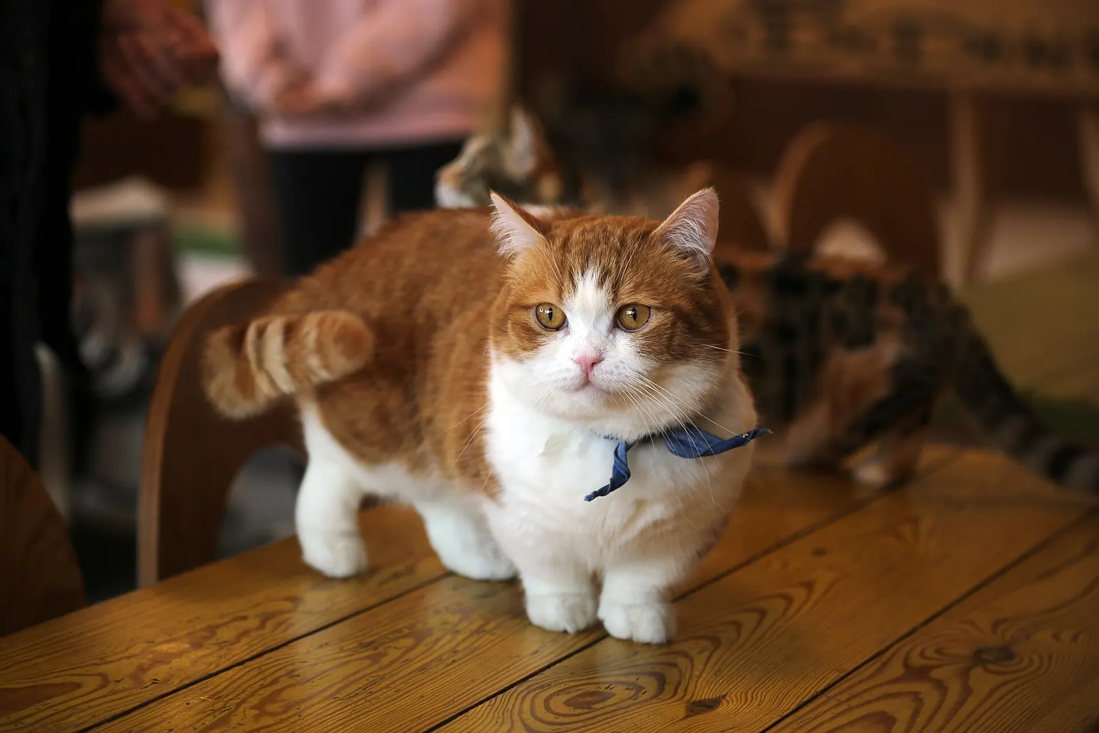 10 aylık Munchkin yuva arıyor kedi sahiplendirme ilanı - Muğla
