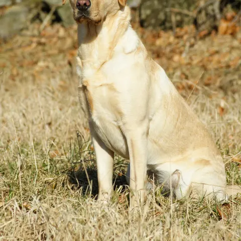 Labradorumuza bahçeli yuva arıyoruz - Labrador Retriever köpek sahiplendirme ilanı - Ankara