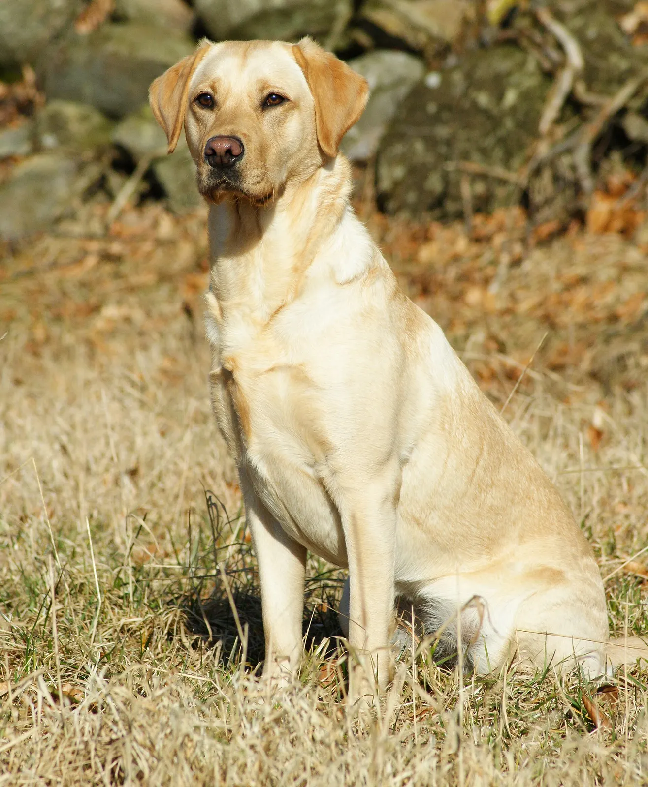 Labradorumuza bahçeli yuva arıyoruz köpek sahiplendirme ilanı - Ankara