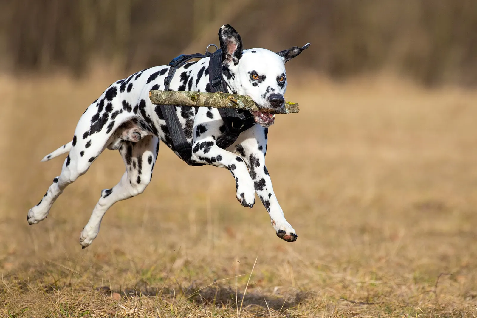 3 yaşında Dalmaçyalı yuva arıyor köpek sahiplendirme ilanı - Aydın