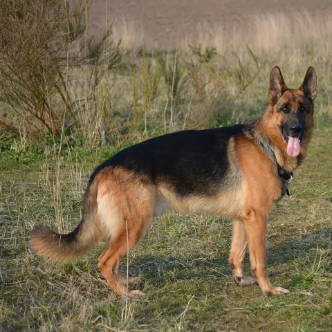 4 yaşında Alman Çoban Köpeği - Alman Çoban Köpeği köpek sahiplendirme ilanı - İzmir
