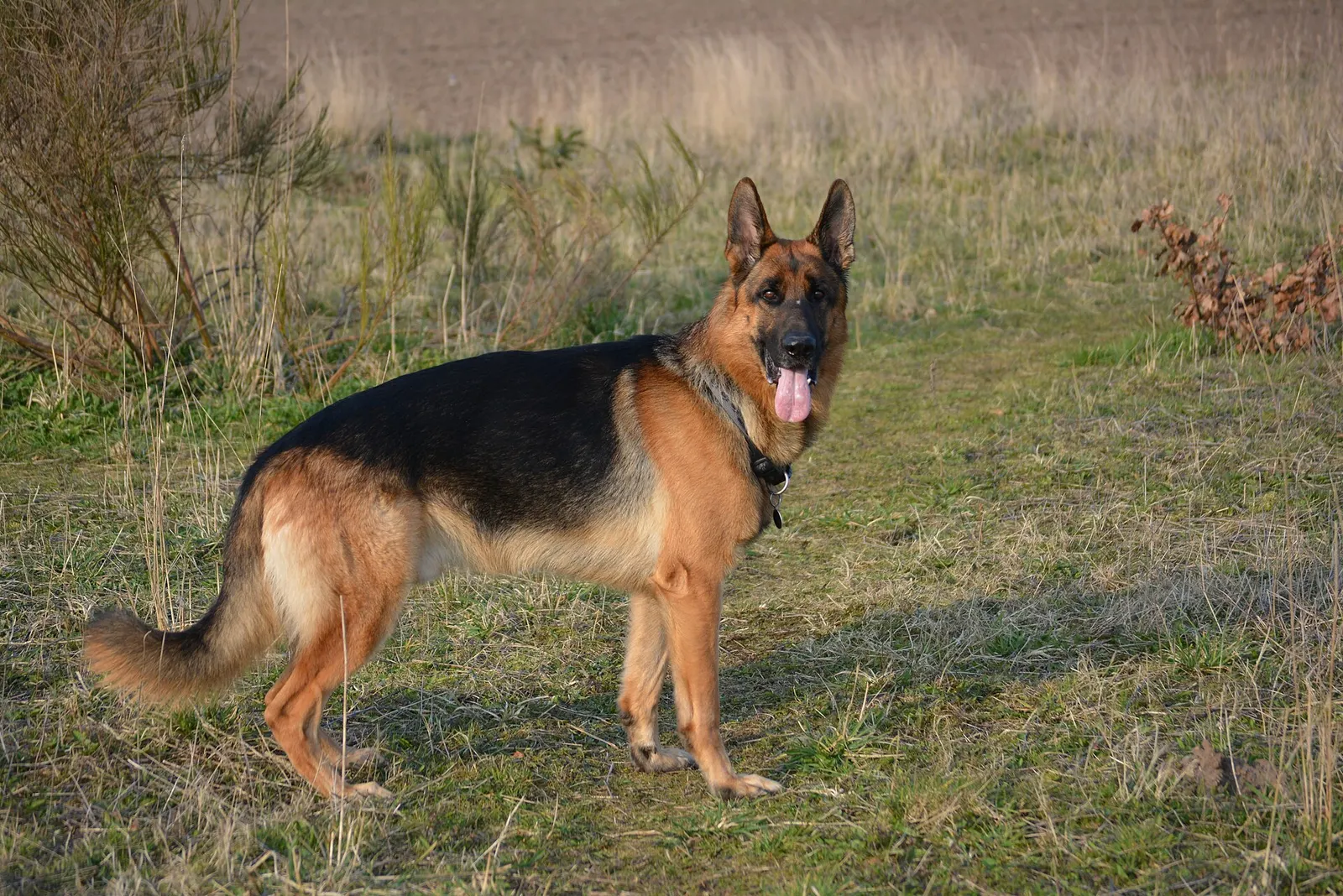 4 yaşında Alman Çoban Köpeği köpek sahiplendirme ilanı - İzmir