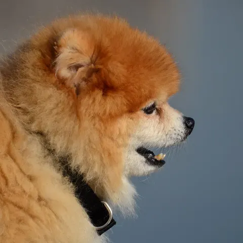 1 yaşında Pomeranian sahiplendirilecek - Pomeranian köpek sahiplendirme ilanı - Eskişehir