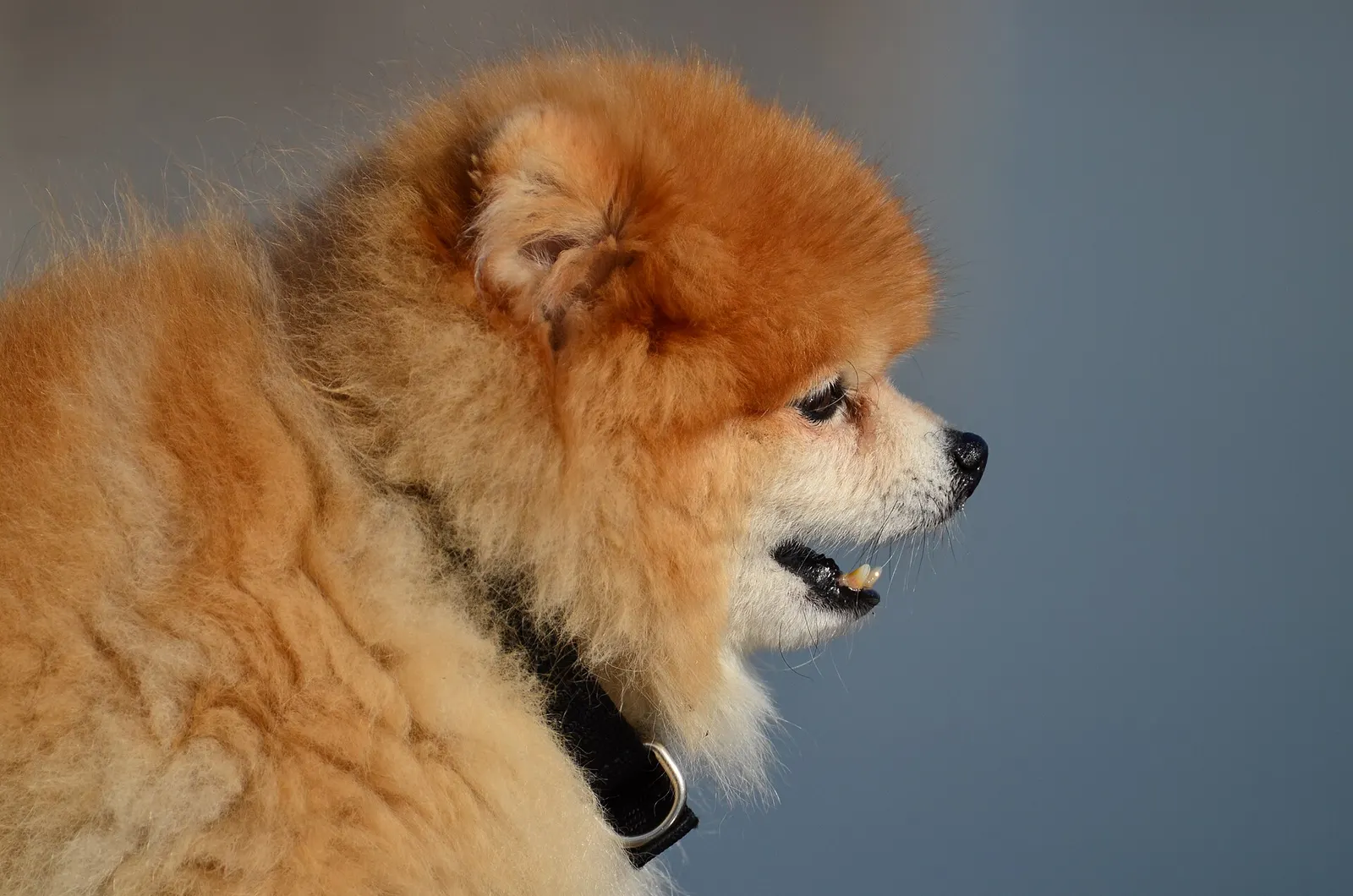 1 yaşında Pomeranian sahiplendirilecek köpek sahiplendirme ilanı - Eskişehir
