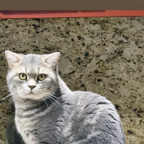 Erkek kedim var ona dişi adayı arıyoruz kızağında - British Shorthair kedi çiftleştirme ilanı - Antalya