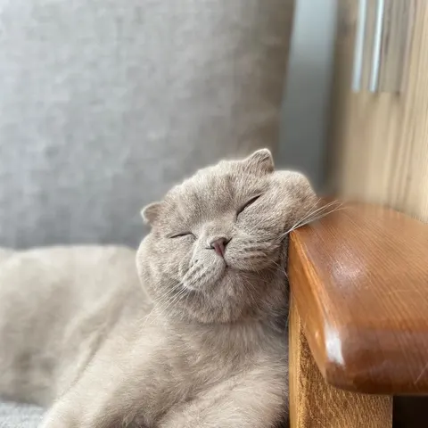 Scottish fold (ömürlük yuva) - Scottish Fold kedi sahiplendirme ilanı - Ankara