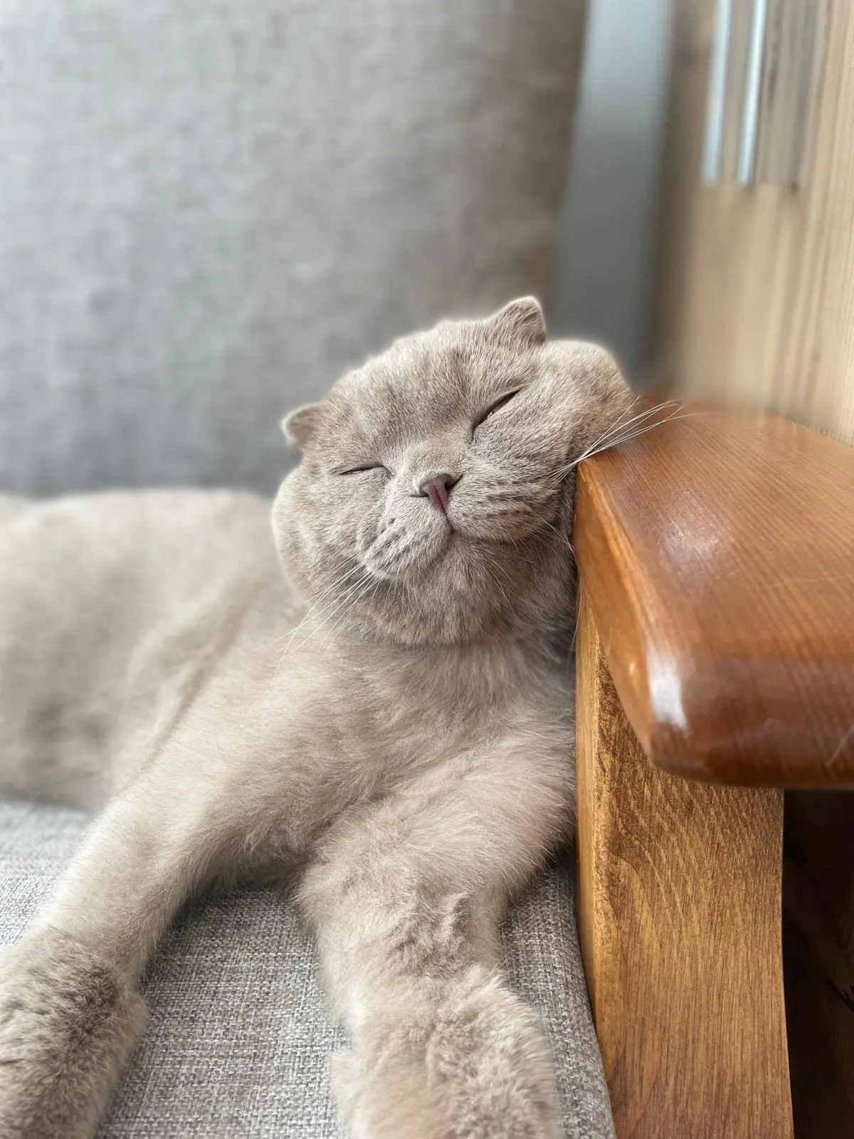Scottish fold (ömürlük yuva) kedi sahiplendirme ilanı - Ankara