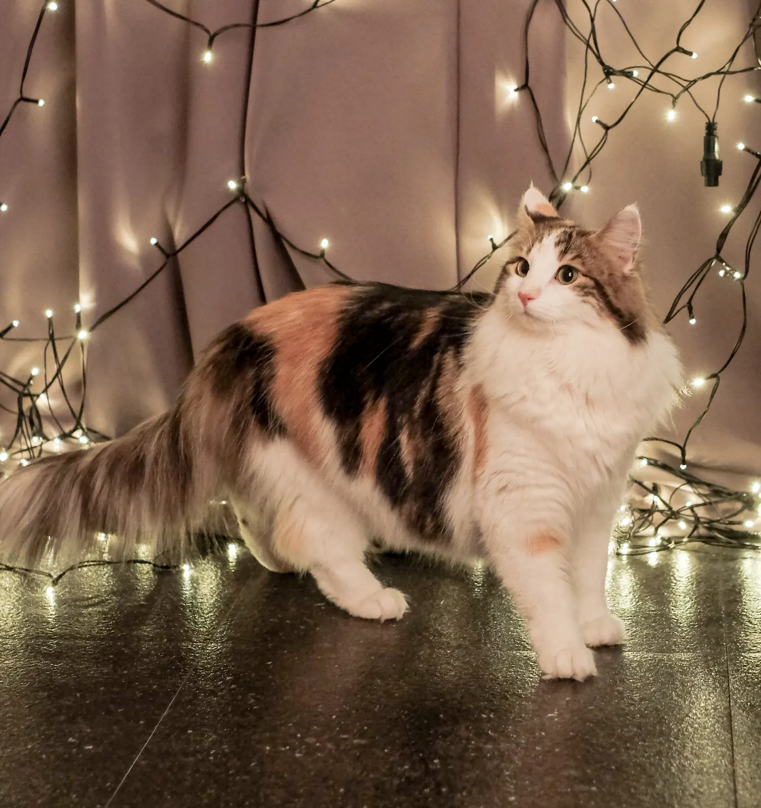 3 yaşında Norveç Orman Kedisi kedi sahiplendirme ilanı - Trabzon